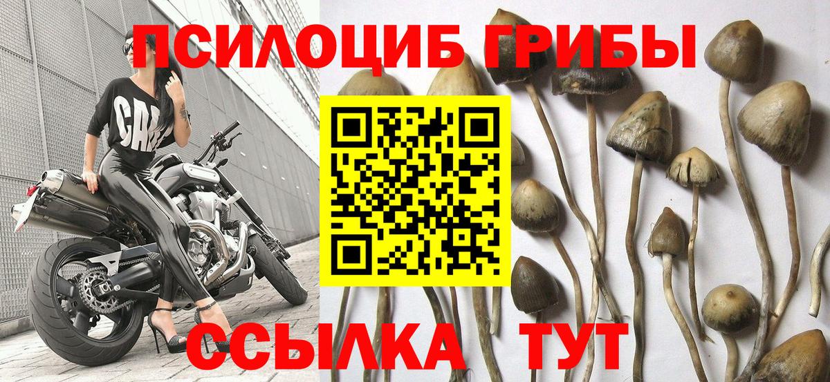 Псилоцибиновые грибы прущие грибы  Вход с VPN  Новоалтайск 